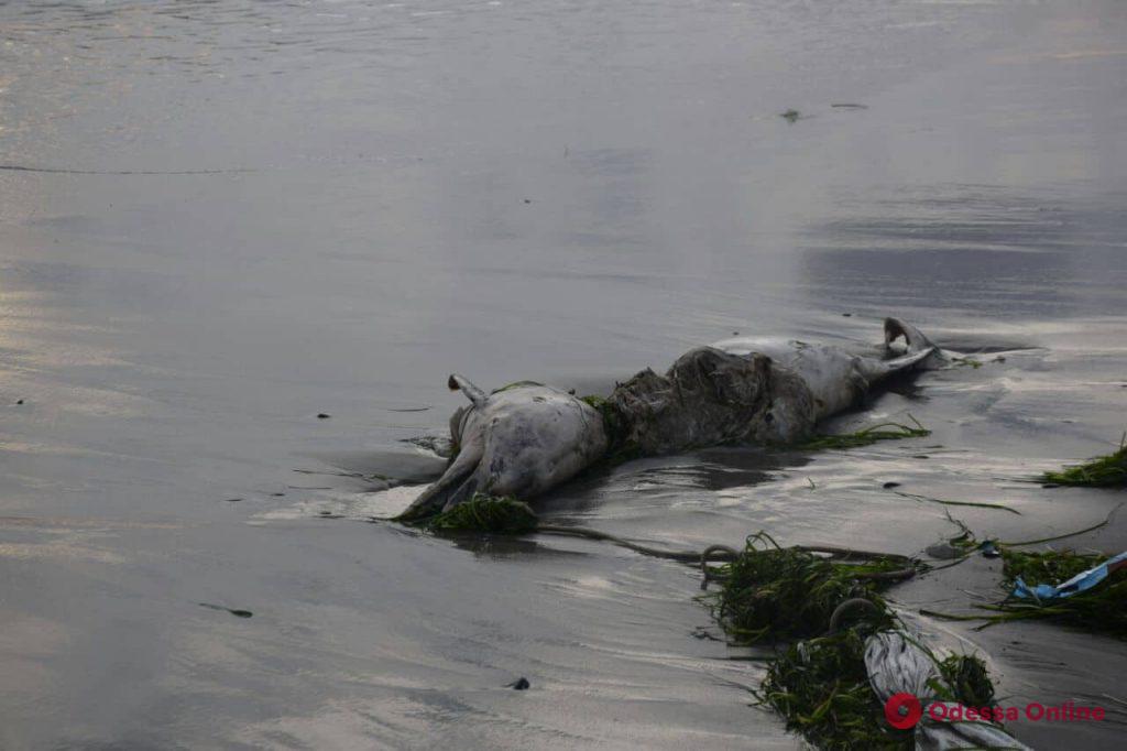 На пляж в Крыжановке выбросило мертвого дельфина