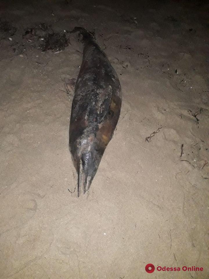 На дикий пляж под Одессой выбросило мертвых дельфинов (фото)