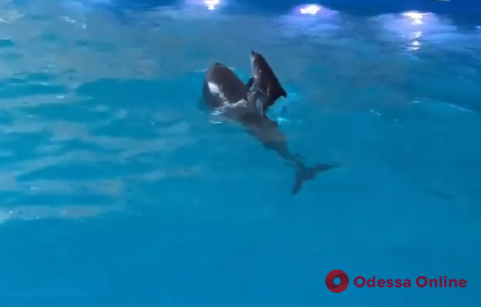 В одесском дельфинарии за год родился третий детеныш (видео)