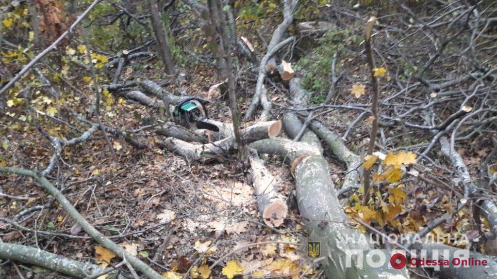 Готовятся к отопительному сезону: в Одесской области поймали лесорубов-нарушителей