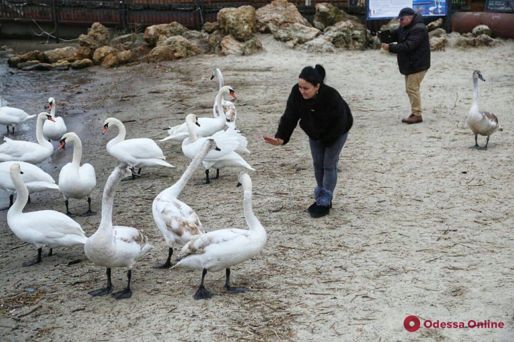 Понтонную переправу через Сухой лиман заполонили белые лебеди и черные утки (фоторепортаж)