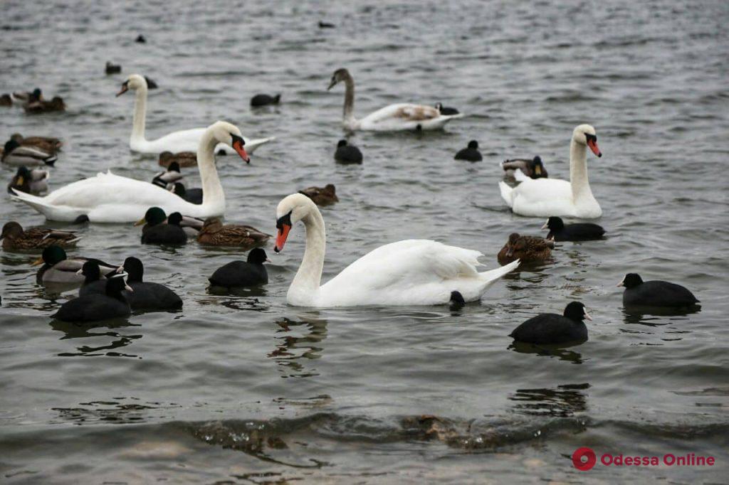 Понтонную переправу через Сухой лиман заполонили белые лебеди и черные утки (фоторепортаж)
