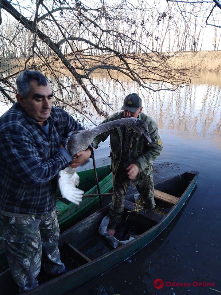 В Одесской области лесники спасли раненого и изможденного лебедя (фото)
