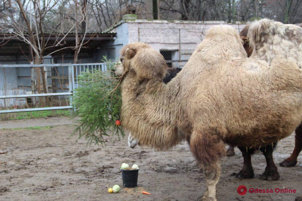 Снеговик, Дед Мороз и Снегурочка: в Одесском зоопарке прошли предновогодние празднования (фото)