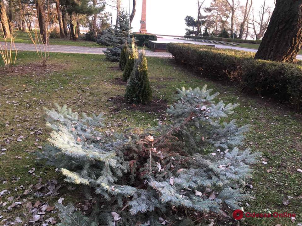 В парке Шевченко вандалы срезали две ели (фото)