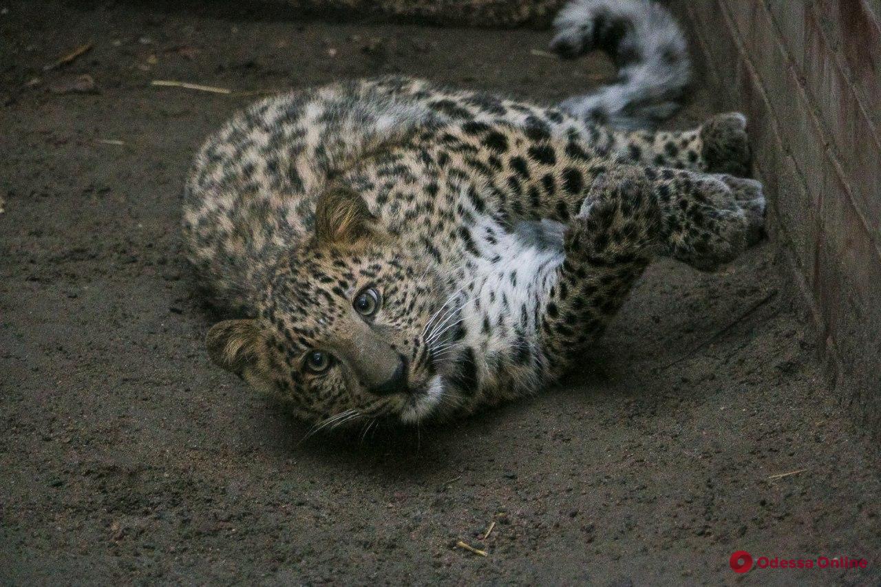 В Одесском зоопарке показали нового питомца — пятимесячного леопарда (фото)