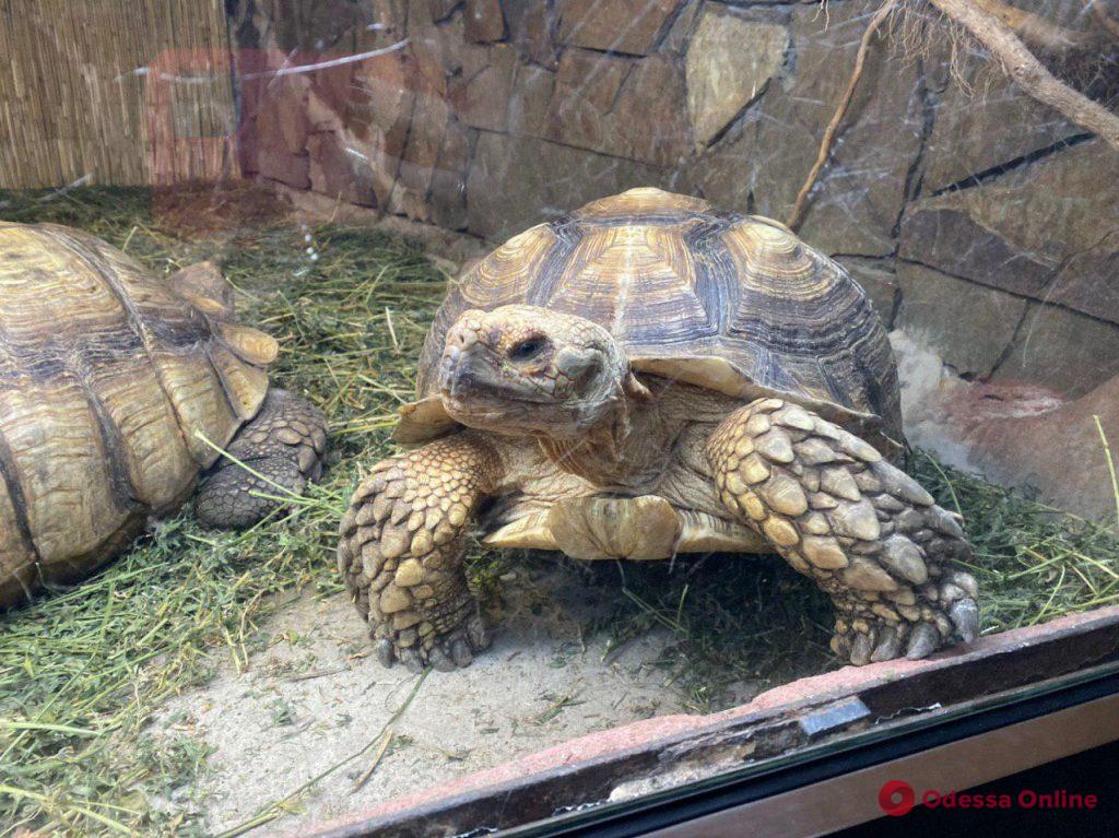 В Одесском зоопарке появились пятимесячный леопард и шпороносные черепахи (фото, видео)