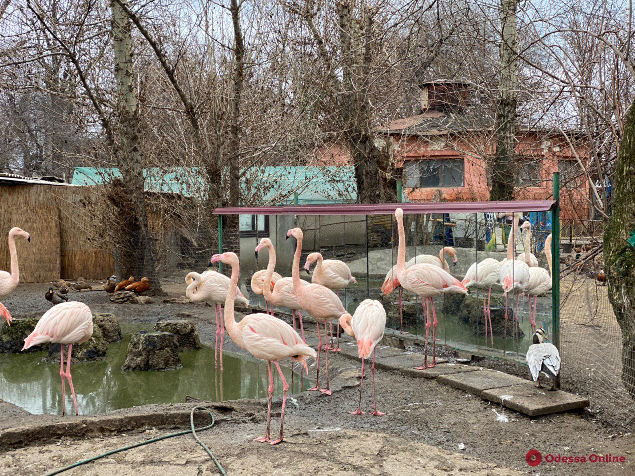 Дружелюбные кролики, ласковые зебры и любопытные мунтжаки: обитатели одесского зоопарка в преддверии Нового года