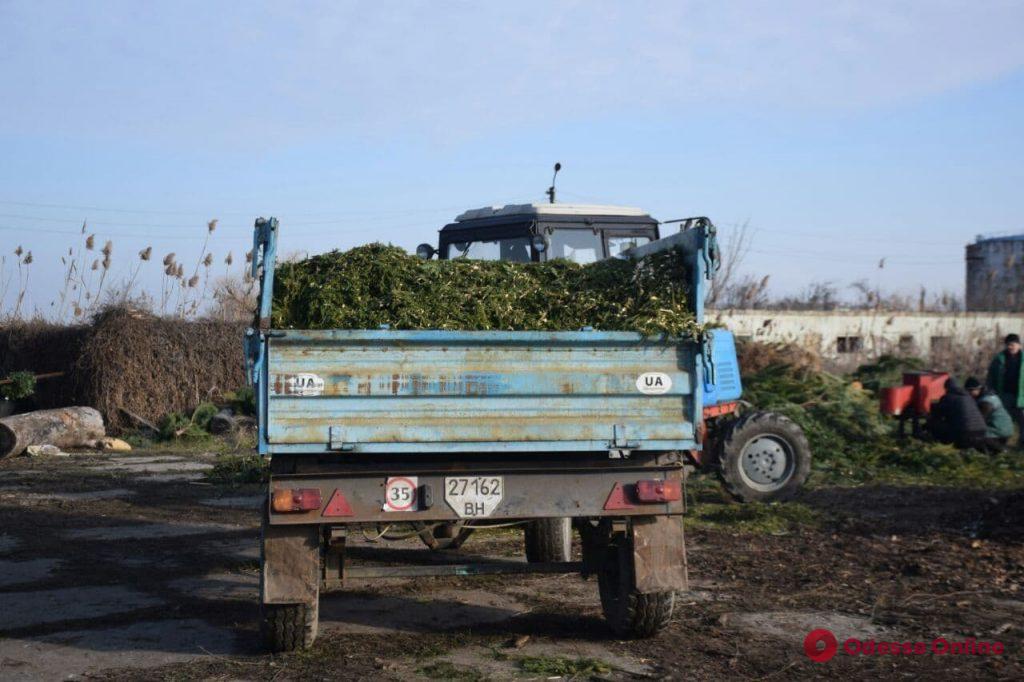 В Одессе начали перерабатывать тысячи брошенных предпринимателями елок (фото)