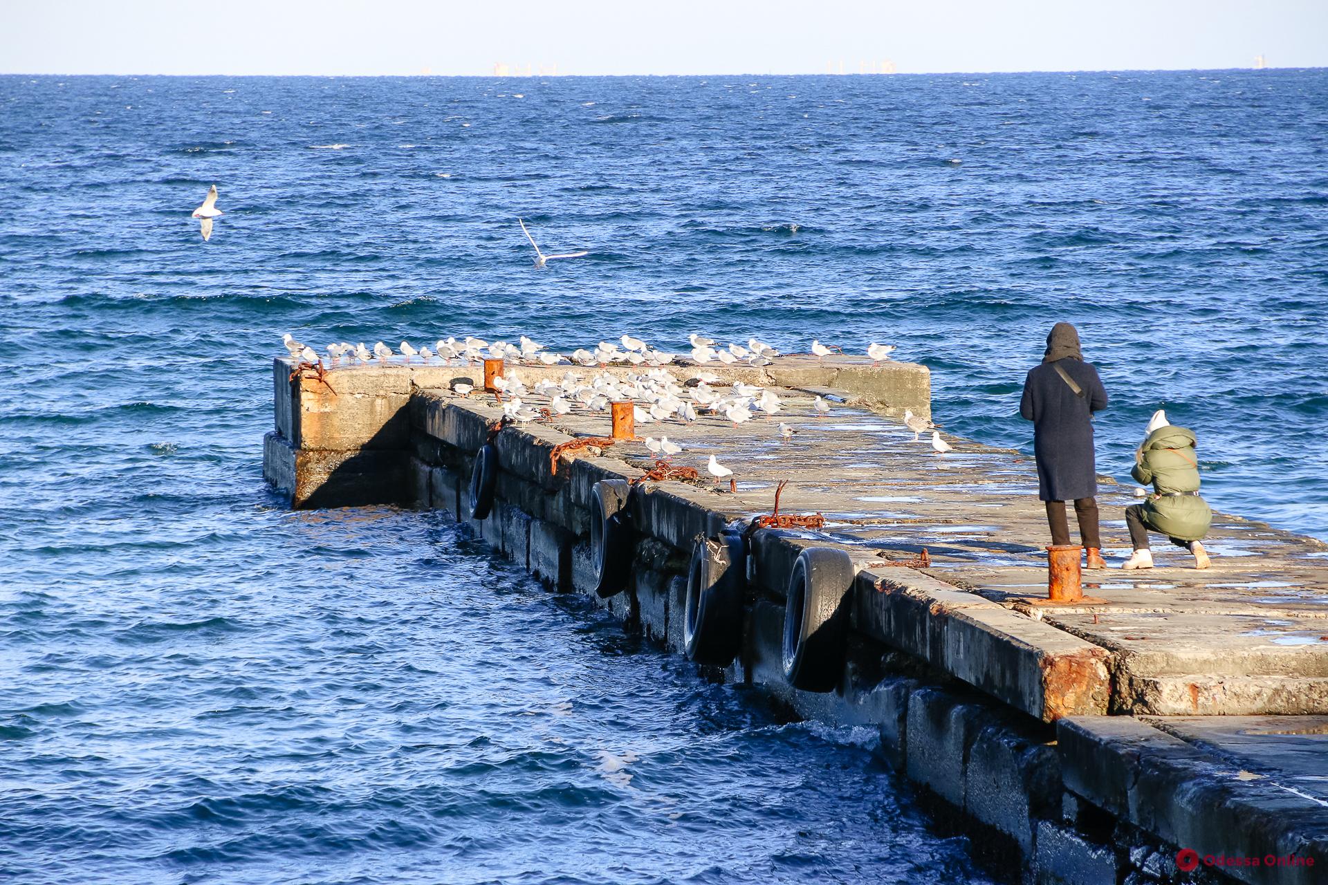 Зимняя Аркадия: спокойное январское море и голодные чайки (фоторепортаж)