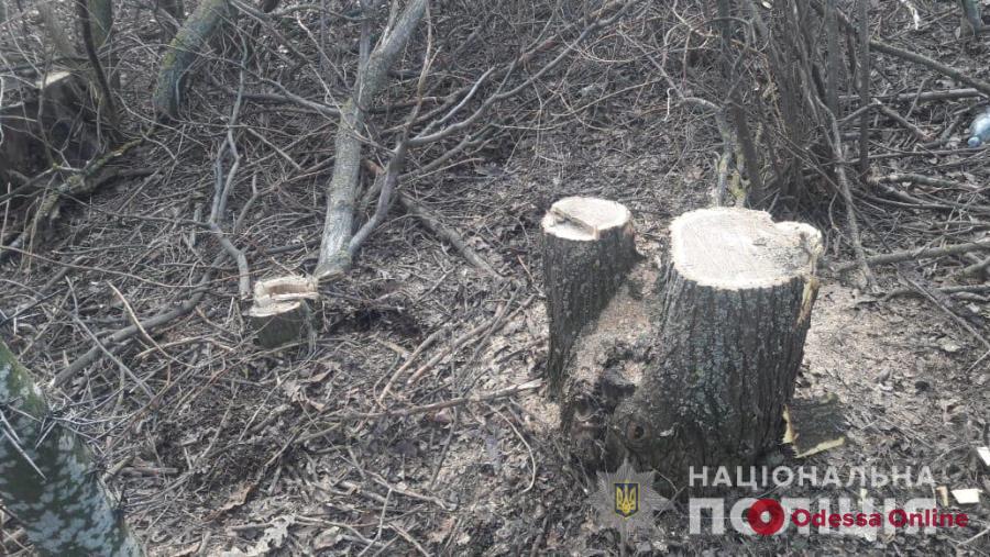 В Одесской области поймали черных лесорубов «за активной работой»