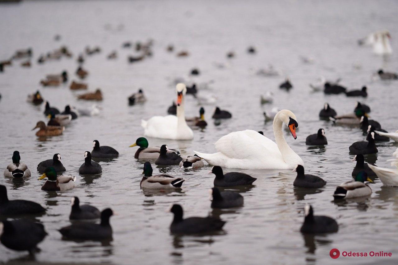На Черноморской переправе зимуют стаи диких лебедей и уток (фоторепортаж)