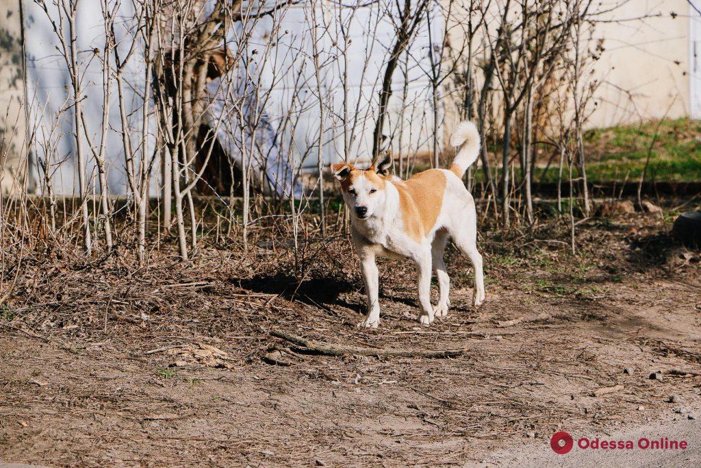 Новостройки, милые домики и собаки: фотопрогулка по улице Толбухина