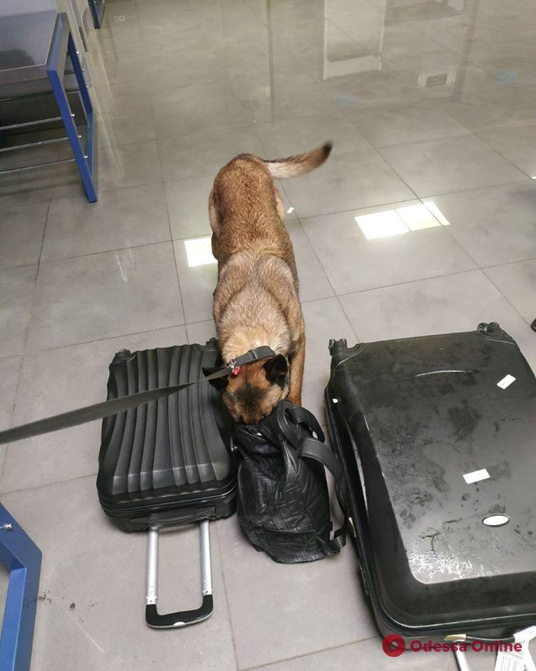 В Одесском аэропорту служебная собака обнаружила у иностранца наркотики