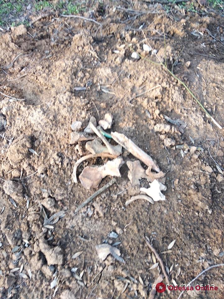 В Преображенском парке нашли человеческие кости (фото, видео)