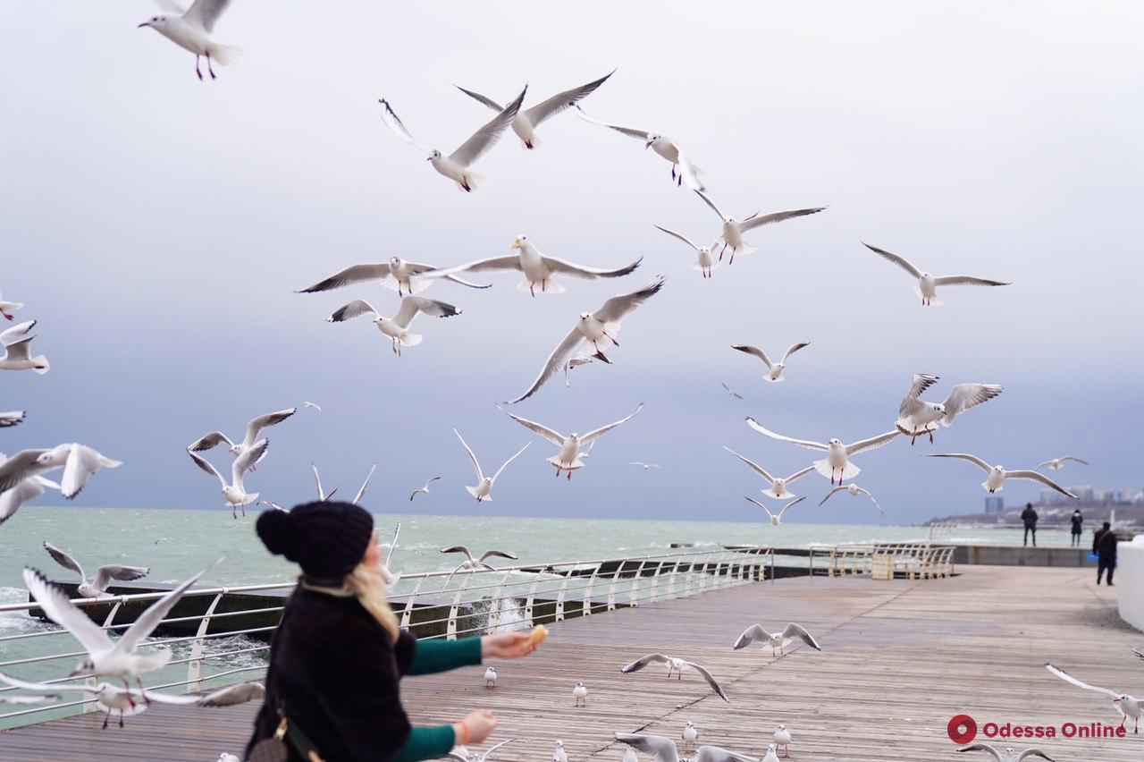 Чайки и морские волны: прогулка по набережной Ланжерона