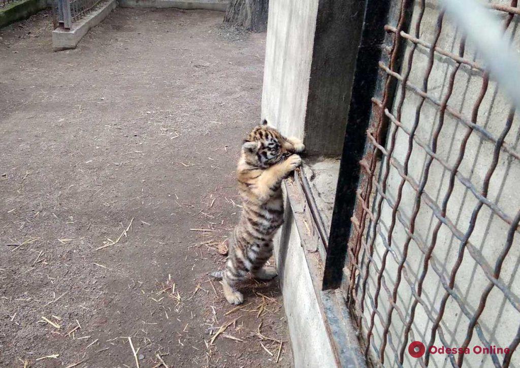 В одесском зоопарке родился амурский тигренок (фото, видео)