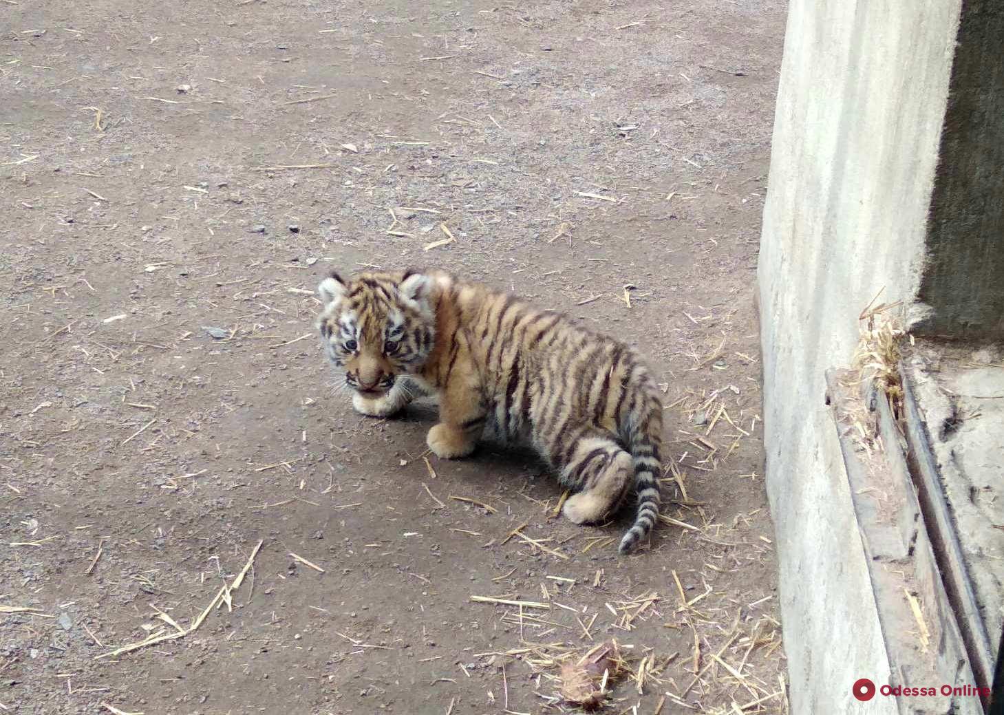 В одесском зоопарке родился амурский тигренок (фото, видео)
