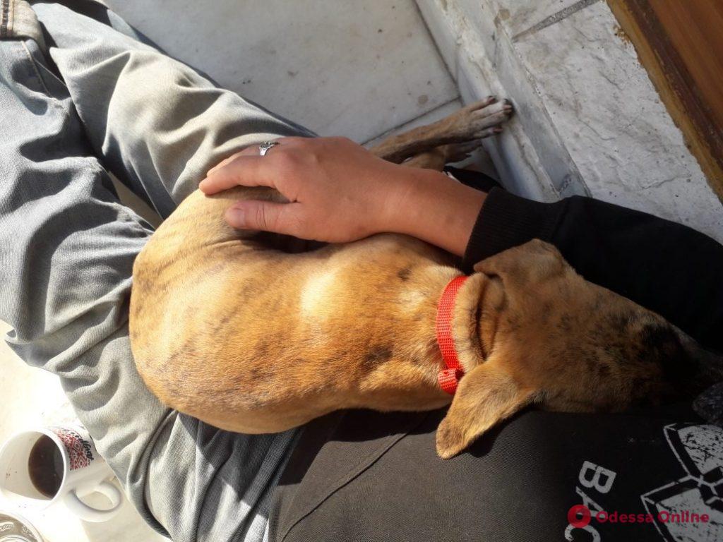 Не бросил четвероногого друга: как украинец из-за собаки оказался «индийским пленником»