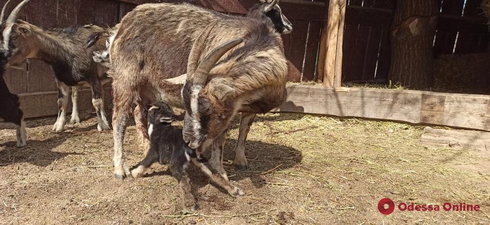 В Одесском зоопарке родился камерунский козленок