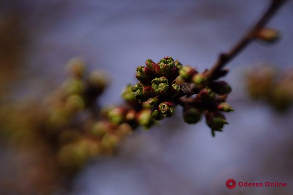 А у природы весна: микромир, который стоит увидеть (фоторепортаж)
