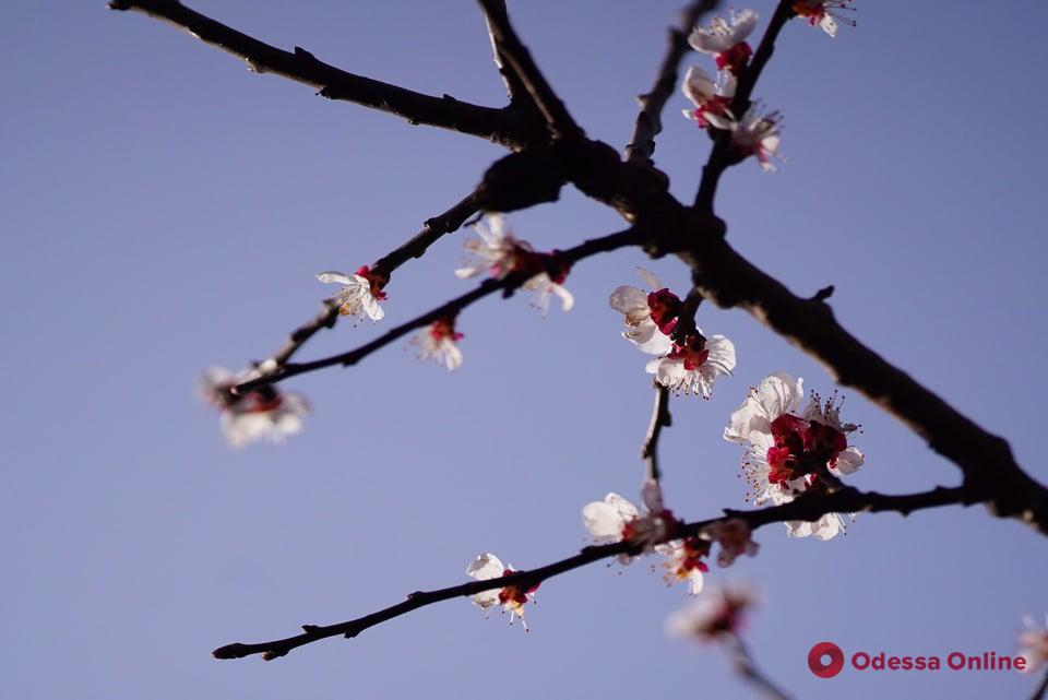А у природы весна: микромир, который стоит увидеть (фоторепортаж)
