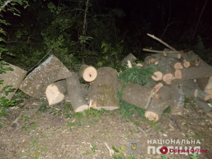 В Одесской области «черный» лесоруб вырубил деревьев на 25 тысяч
