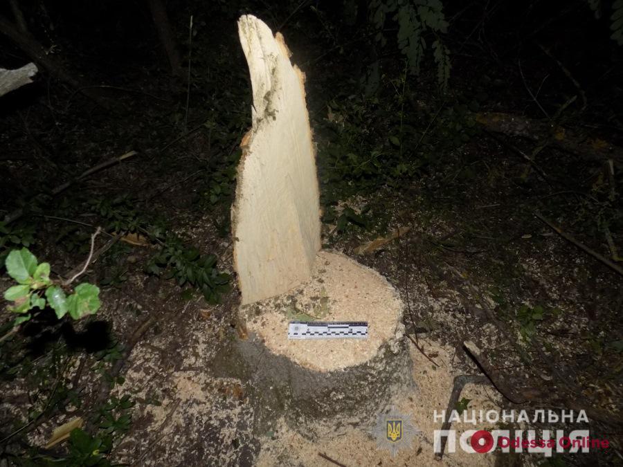 В Одесской области «черный» лесоруб вырубил деревьев на 25 тысяч