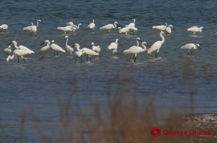 В Одесскую область из Африки прилетели грациозные белые птицы (фото)