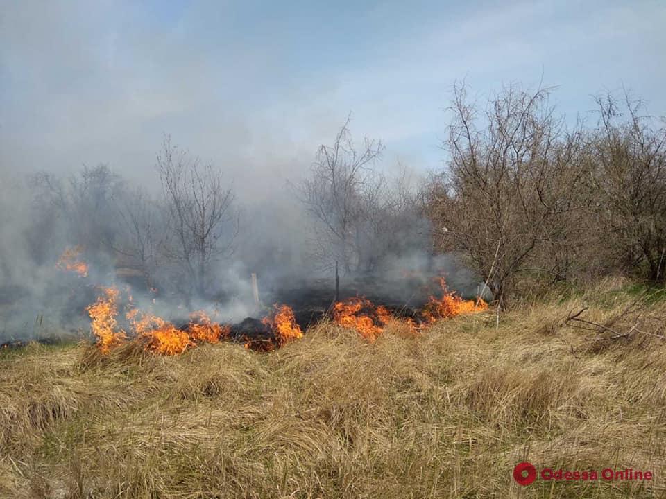 Одесская область: в Нижнеднестровском нацпарке снова горела трава на большой площади