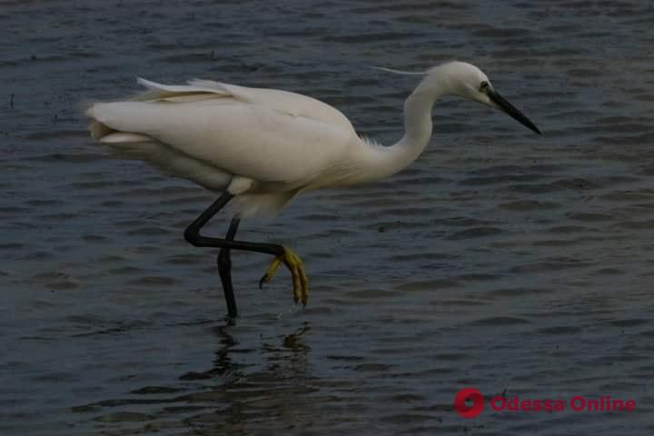 В Одесскую область из Африки прилетели грациозные белые птицы (фото)