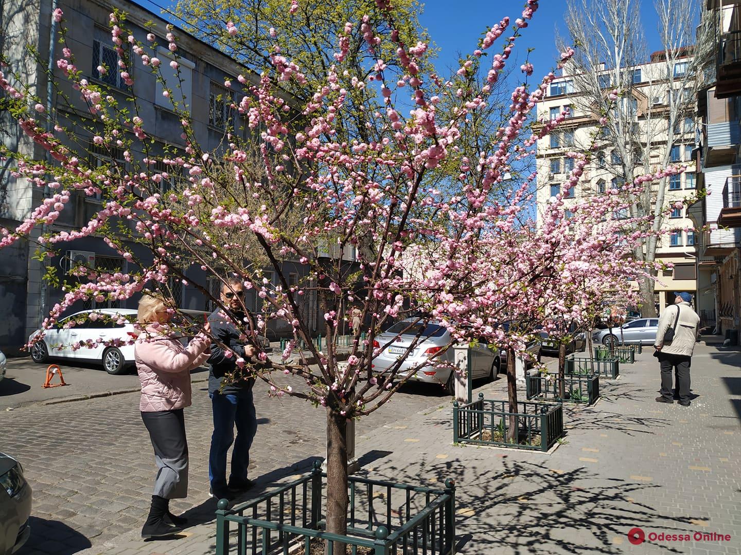 В Одессе цветет сакура (фото)