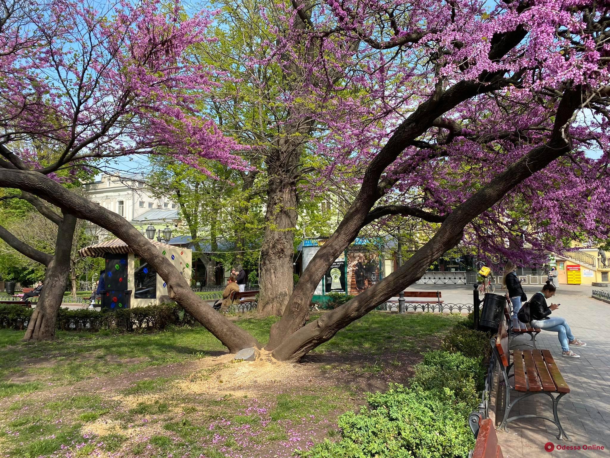 В Горсаду сломалось цветущее иудино дерево (фото)