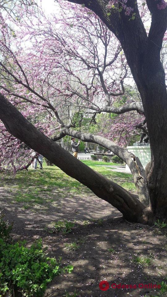 В Горсаду сломалось цветущее иудино дерево (фото)