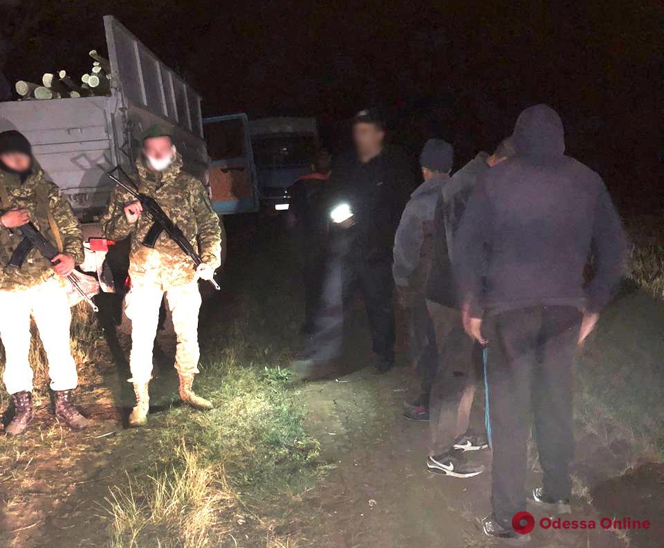 На юге Одесской области задержали «черных» лесорубов