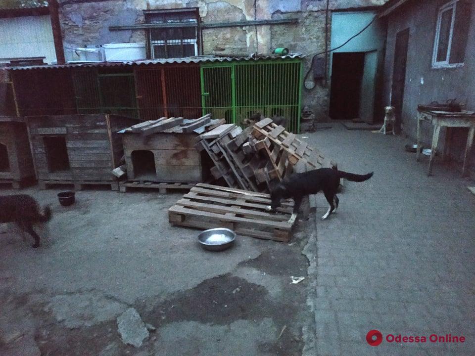 В Одессе горел приют для животных «Ковчег»