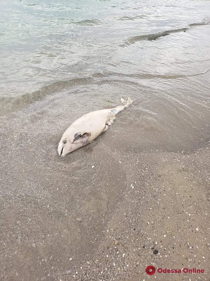 На пляж в Лесках выбросило мертвого дельфина
