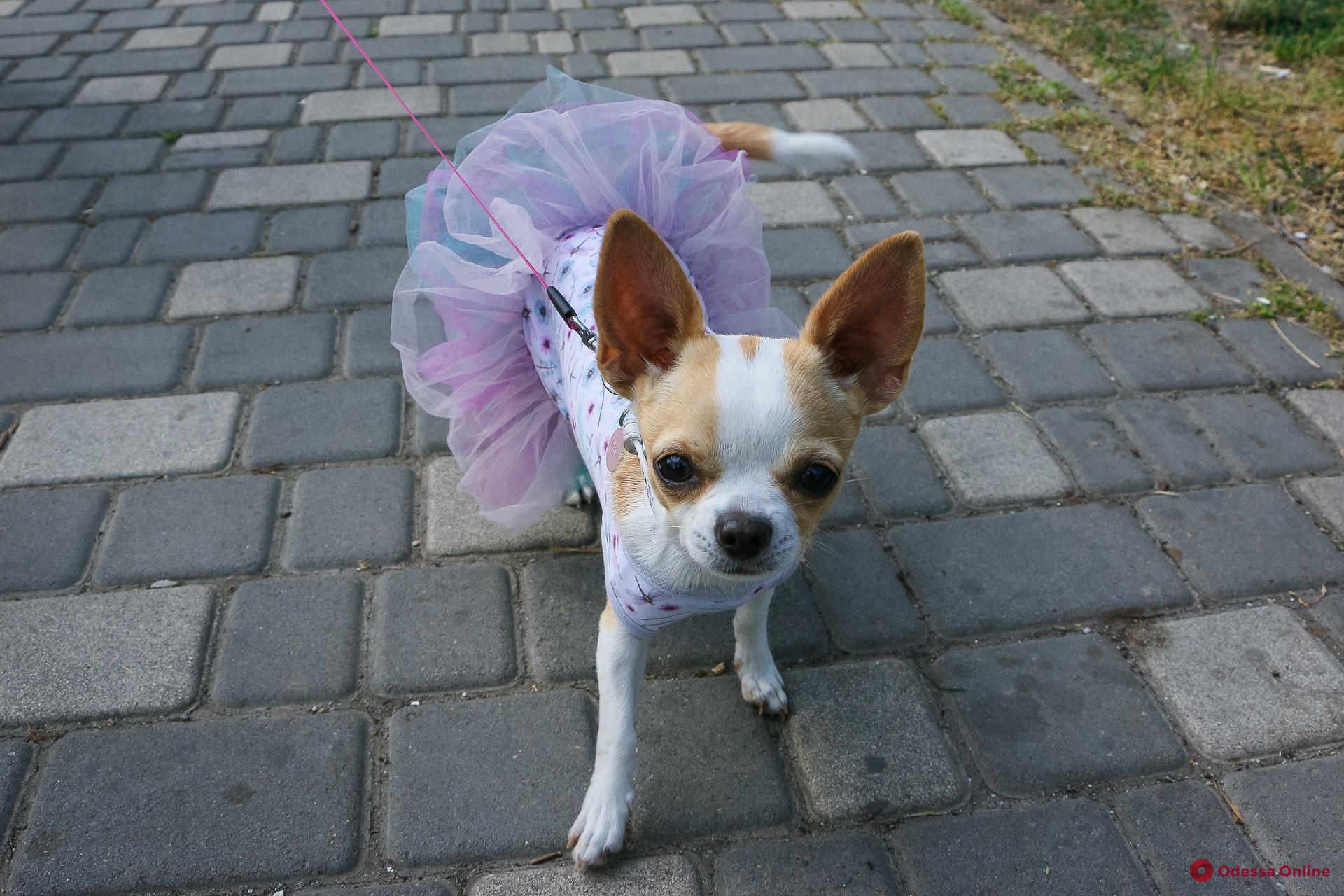 Маленькие и стильные: самые модные одесские собаки (фото)