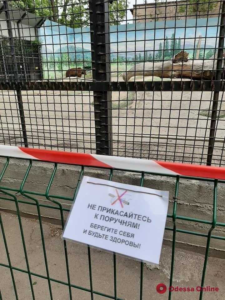 Одесский зоопарк откроется уже завтра