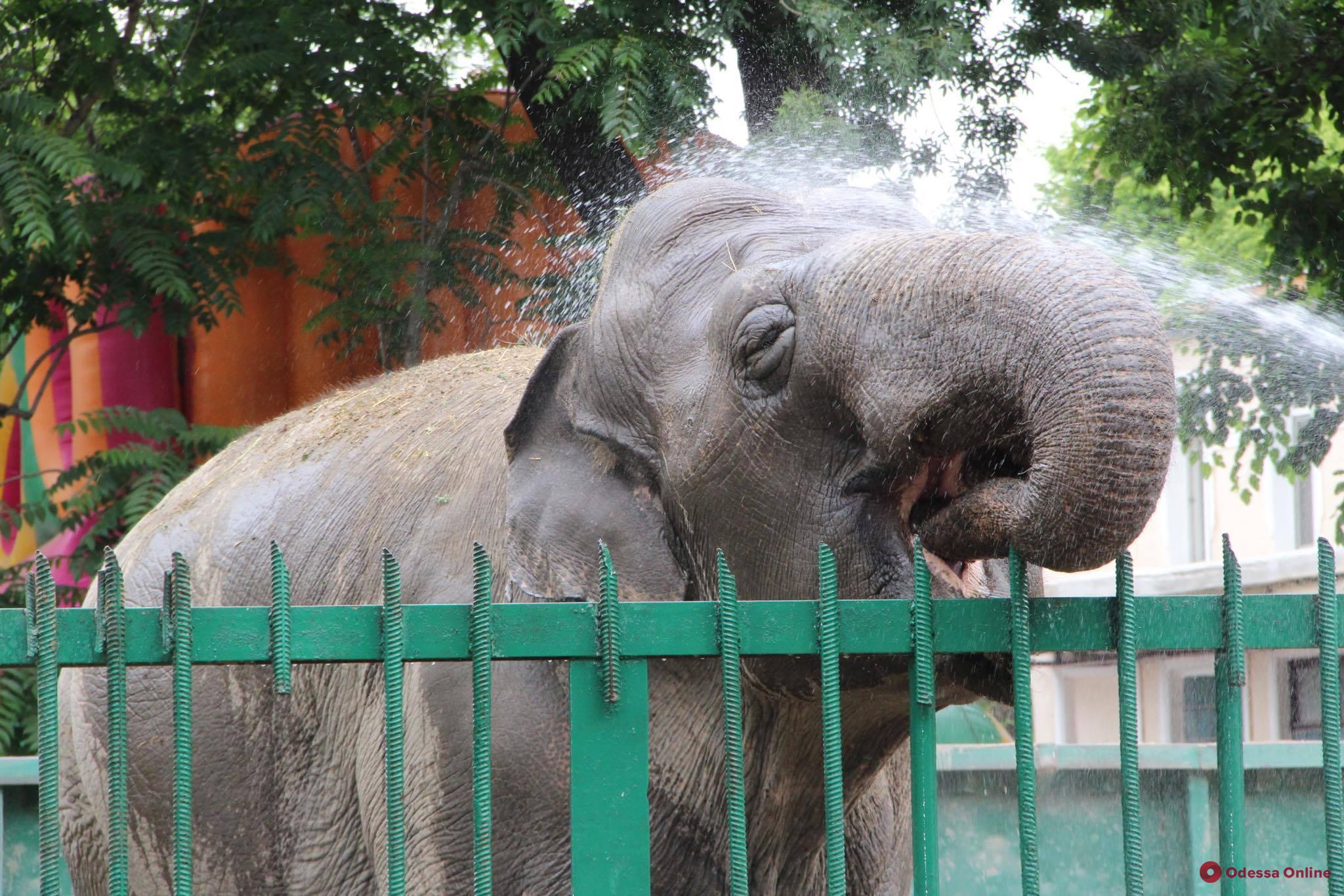 Одесский зоопарк готовится к открытию после карантина