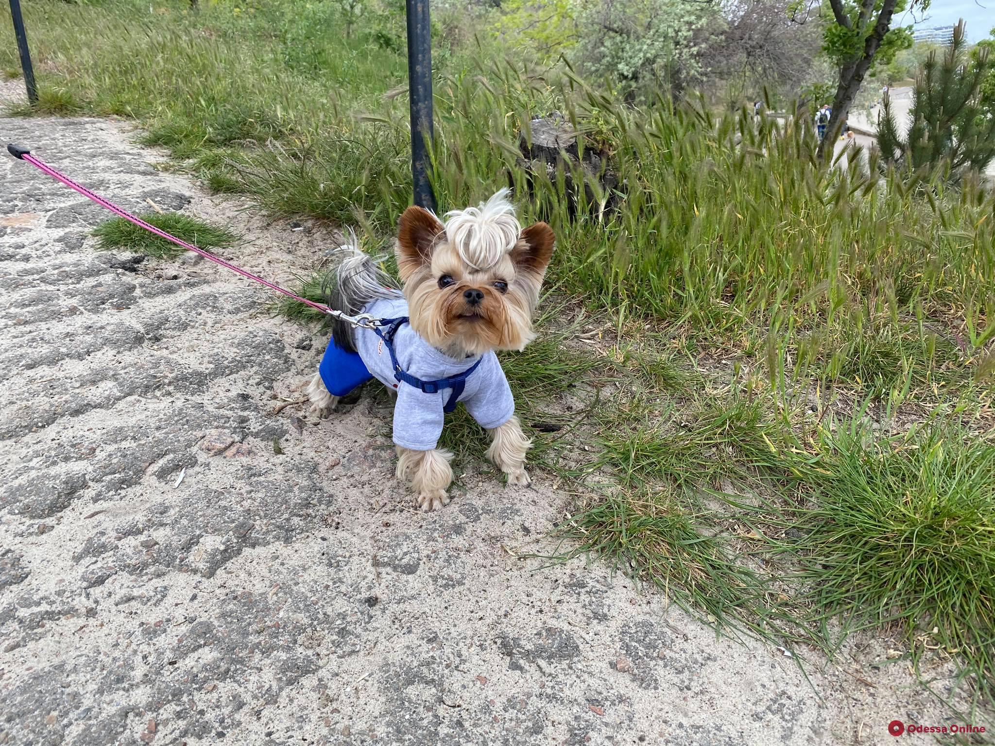 Маленькие и стильные: самые модные одесские собаки (фото)