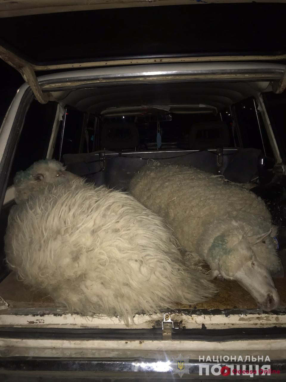 В Одесской области поймали похитителей овец