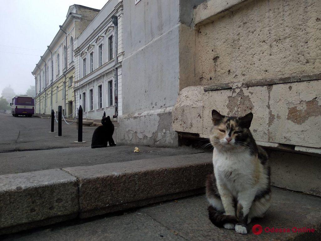 Туманный вечер в Южной Пальмире (фоторепортаж)