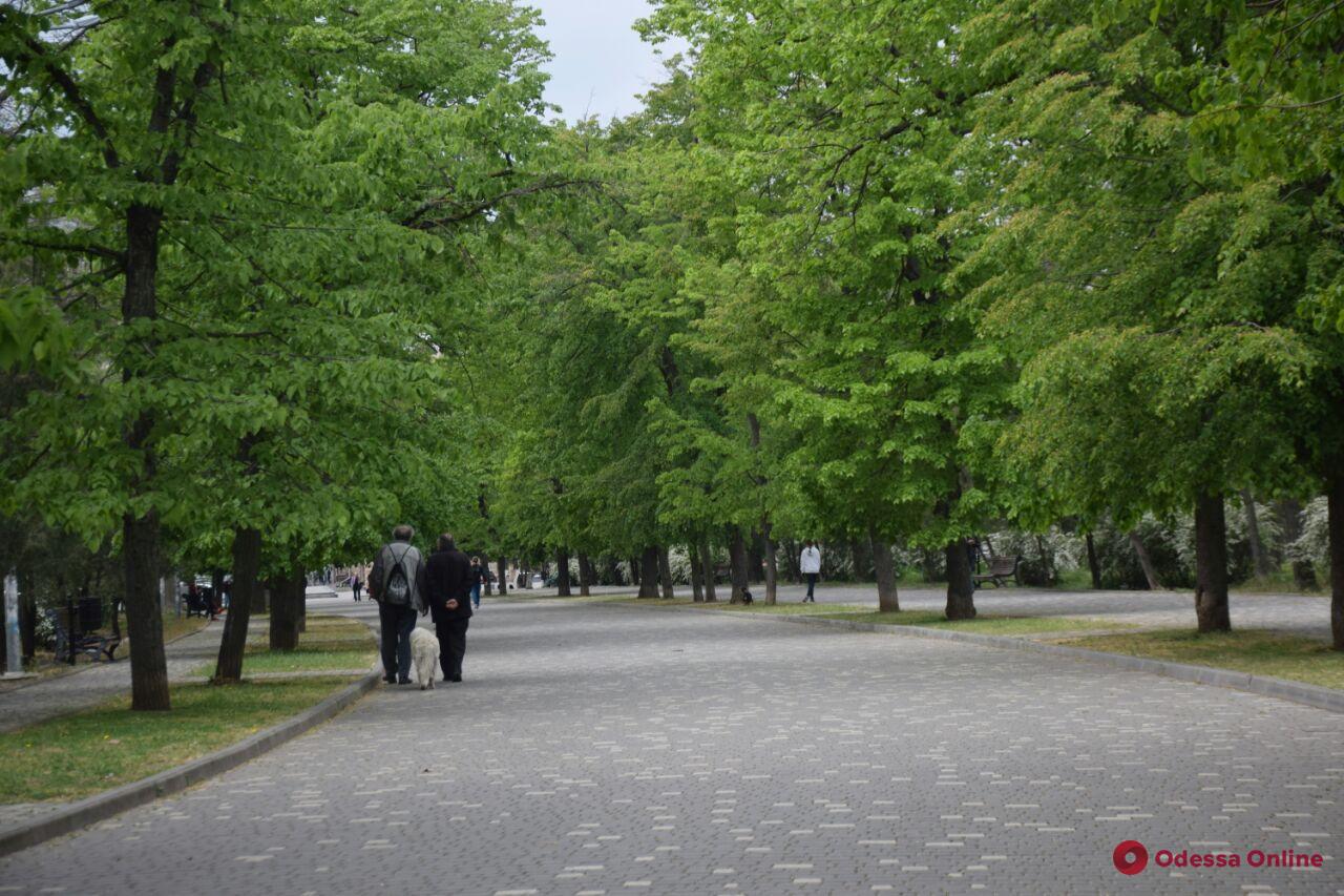 «Одесса в онлайне» для тех, кто дома: прогулка по парку Шевченко