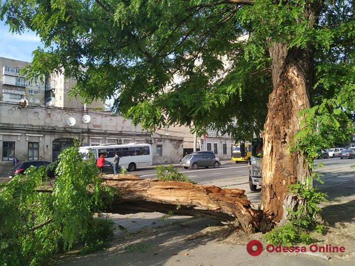 На Мельницкой крупное дерево рухнуло на дорогу — поврежден автомобиль (фото, видео, обновлено)