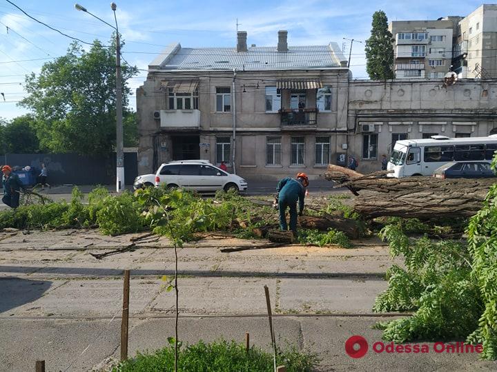 На Мельницкой крупное дерево рухнуло на дорогу — поврежден автомобиль (фото, видео, обновлено)