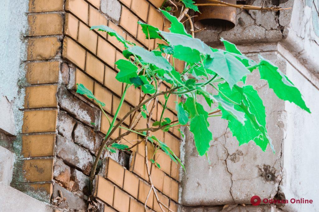 Зеленая Одесса: растения, которые победили в схватке с камнем и бетоном (фоторепортаж)