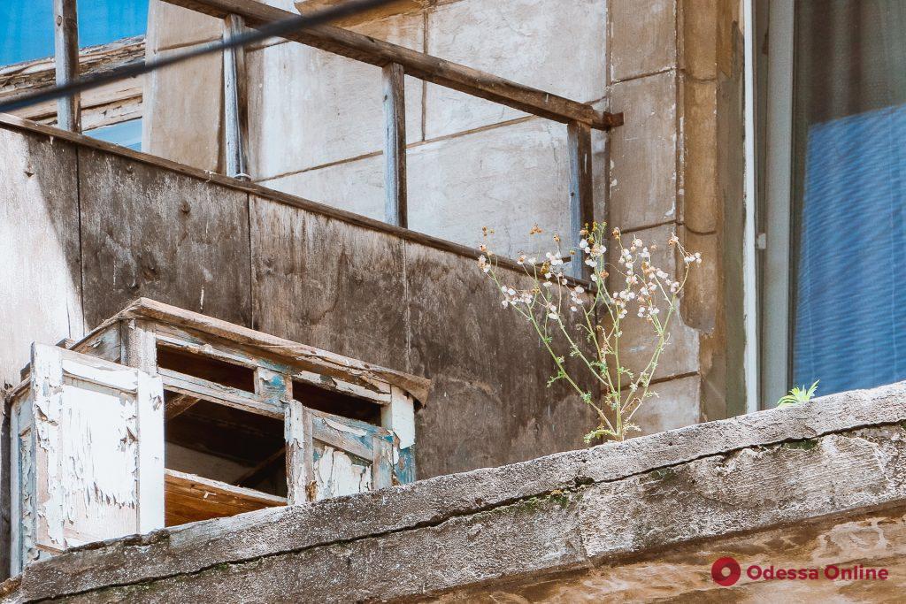 Зеленая Одесса: растения, которые победили в схватке с камнем и бетоном (фоторепортаж)