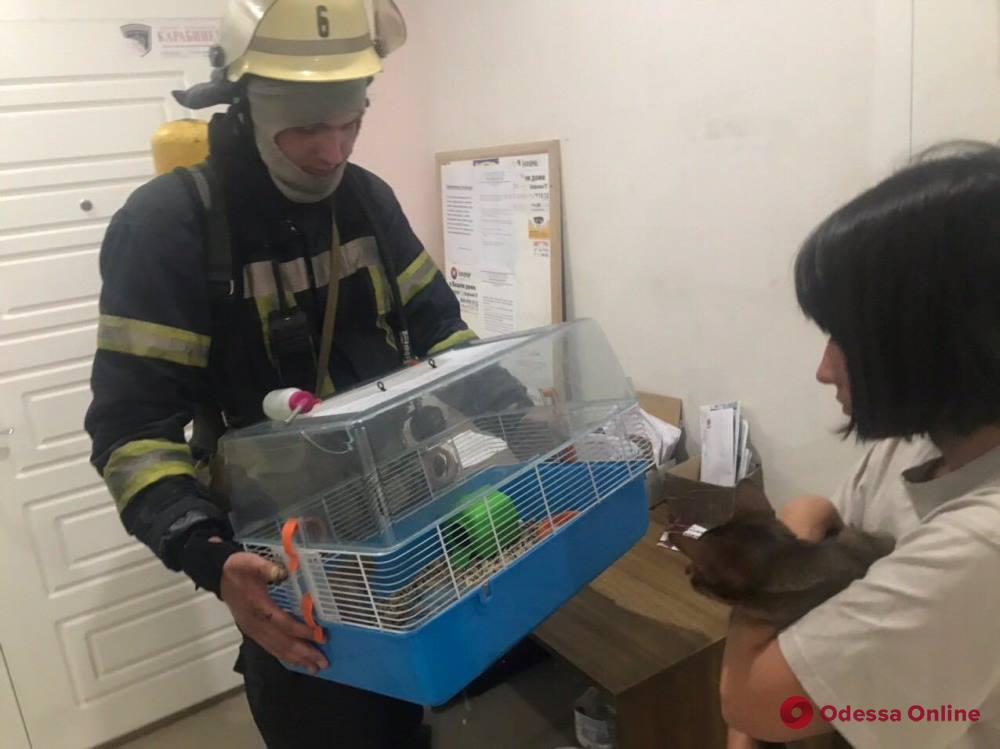 Из горящей квартиры одесские спасатели вынесли кота и декоративную крысу