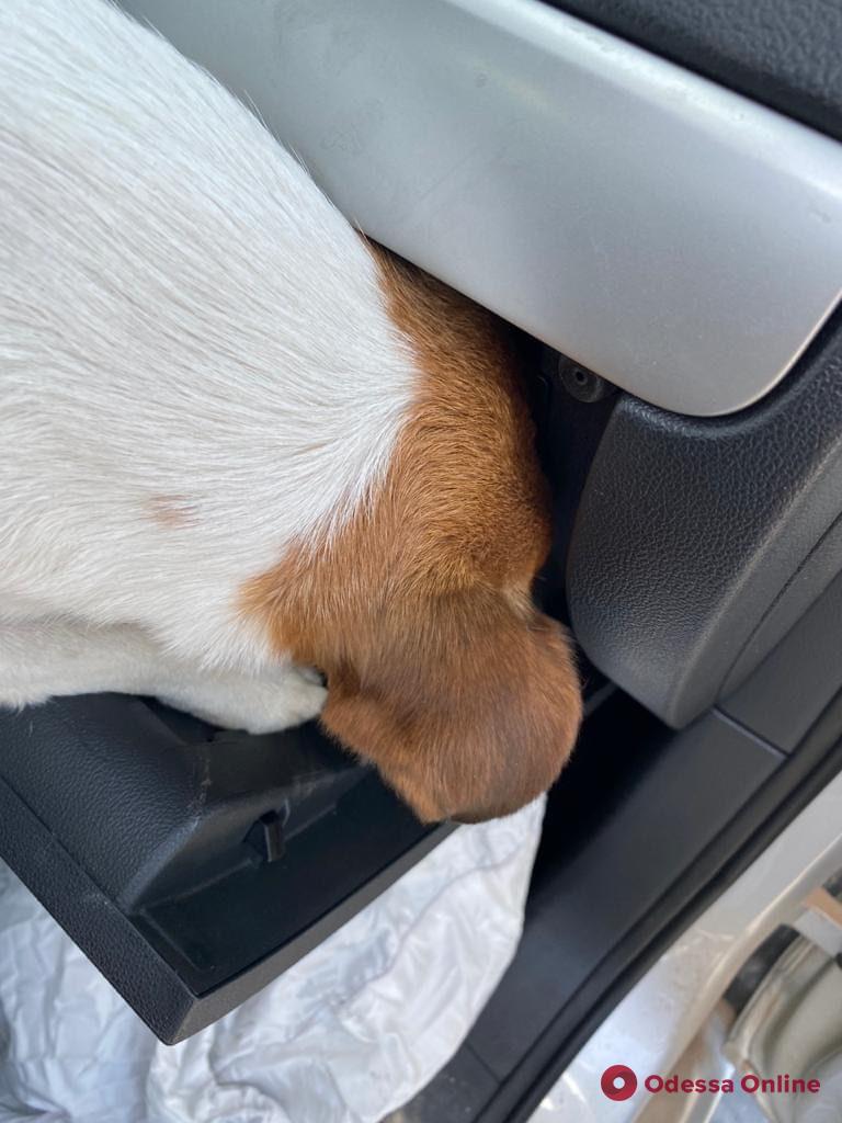 Собаки Одесской таможни нашли наркотики в автомобилях из США